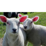 header-algemeen-2022-02