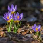 crocus