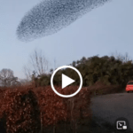 foto-van-video-spreeuwenzwerm