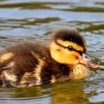 Eendje-Alexa-Pixabay-mallard-3524390_1920-2