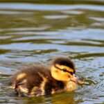 Eendje-Alexa-Pixabay-mallard-3524390_1920-3