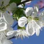 Kersenbloesem-MrsBrown-Pixabay-cherry-blossom-5025709_1920-2