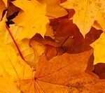 bladeren-strook-autumn-83761_1280