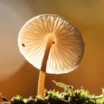 paddestoel-sjoukje-bos-iD8Oq3IWqF8-unsplash