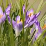 crocussen