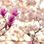 magnolia-2218788_1280