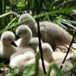 zwaantjes
