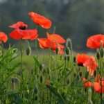 Klaprozen-Ben_Kerckx-pixabay-flower-1449981_1920