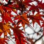 november-herfst-pexels-railgunbreaker-34938647