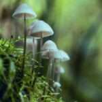 paddenstoel-herfst-pexels-gochrisgoxyz-1643422